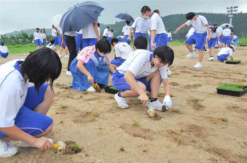 移植ごてを使って丁寧に芝の苗を植える旭志中の生徒たち＝菊池市