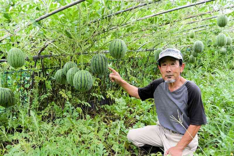 ビニールハウスにつり下がったスイカの生長を見守る山口光弘さん＝南関町