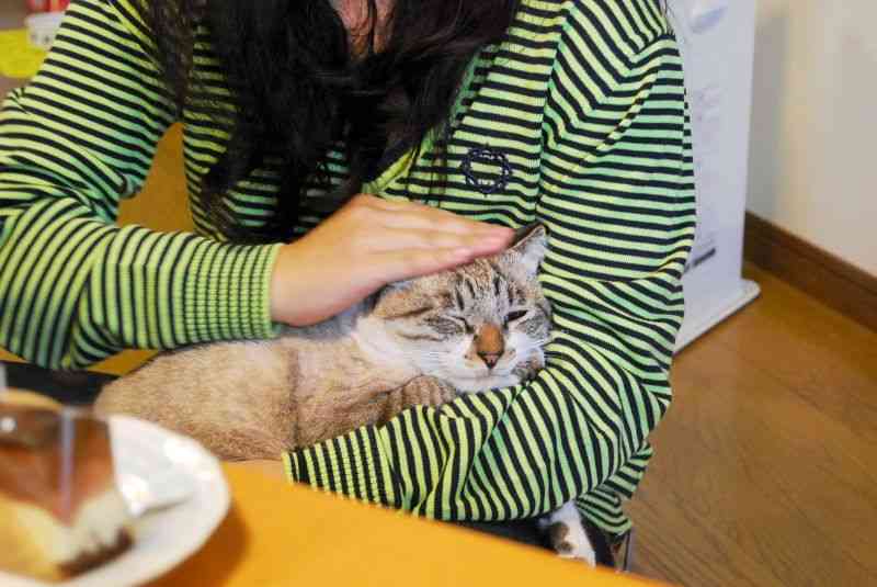 負傷から回復し、引き取り先の女性に抱かれくつろぐ保護猫