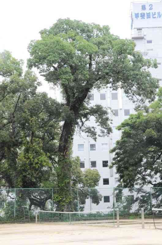 倒木の可能性があり、伐採が許可されたムクノキの古木（中央）＝27日、熊本市中央区