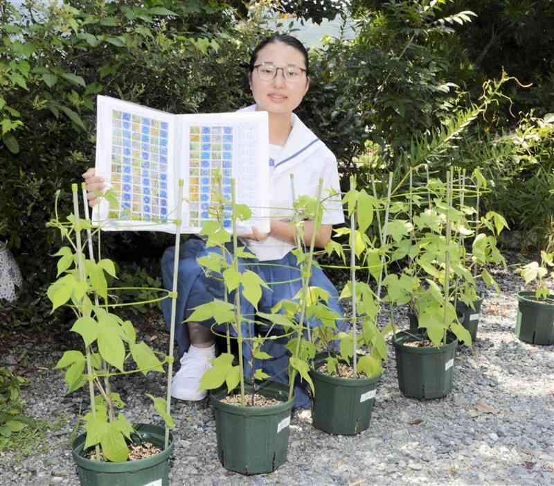 アサガオの研究を続ける鹿北中3年の中島とあさん。毎年約200株を育てている＝山鹿市