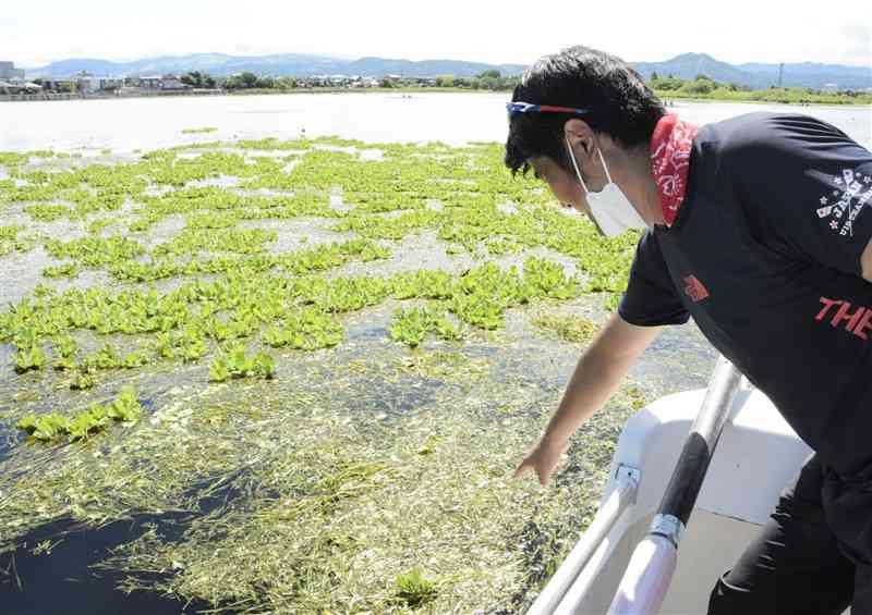 江津湖を覆うちぎれた葉（手前）。コウガイセキショウモの可能性があるという。奧はウオーターレタス＝熊本市東区