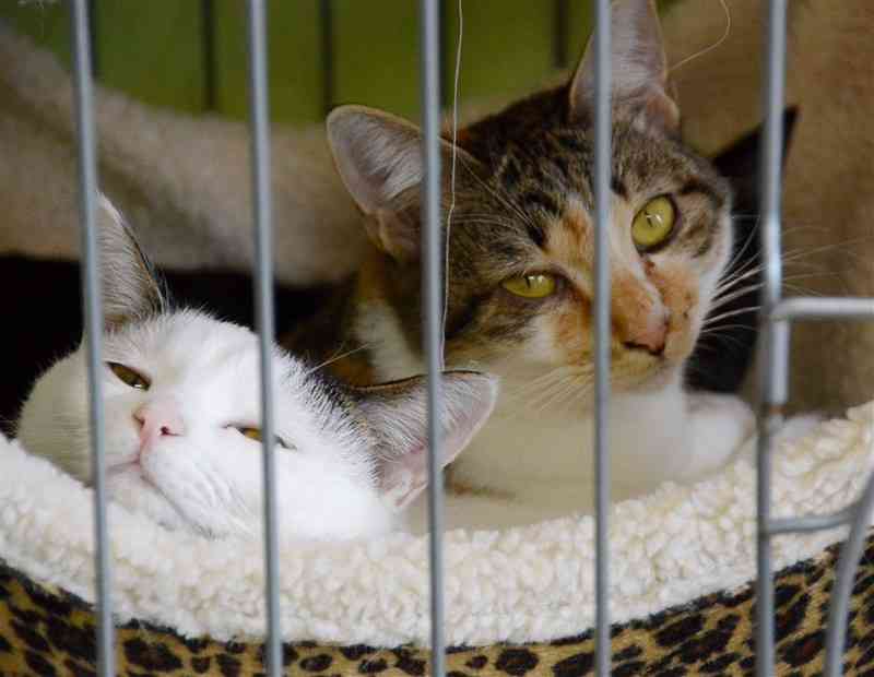 動物愛護施設に保護された猫たち