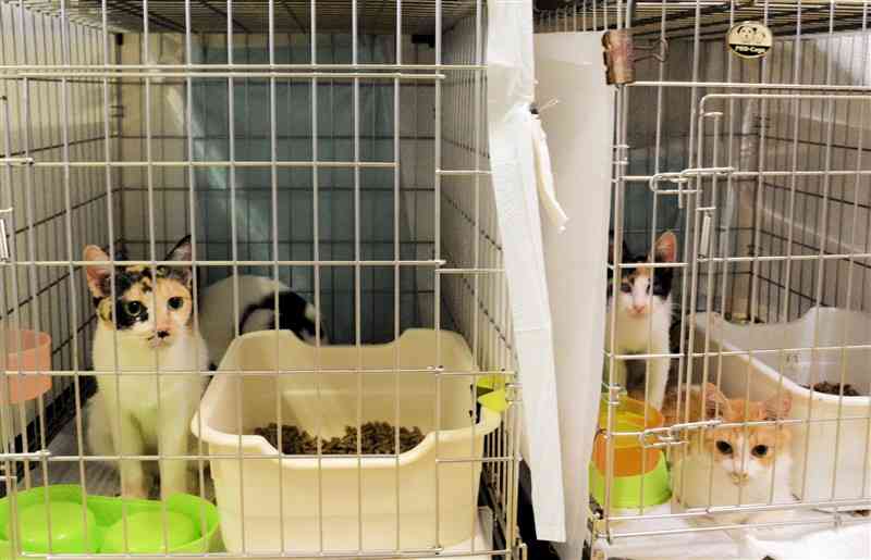 殺処分の可能性も 保護猫の収容限界 熊本市動物愛護センター 27日に譲渡会 熊本日日新聞社