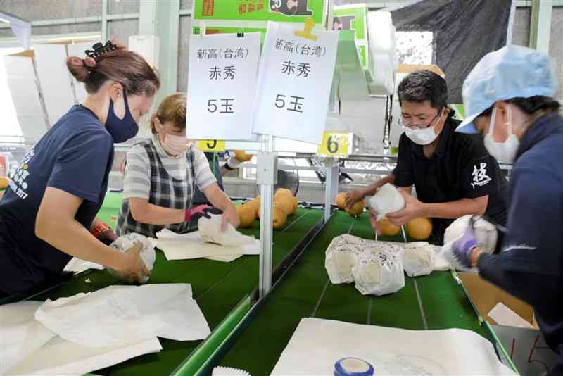 台湾へ輸出する吉野梨を1個ずつ包装紙で包む生産者ら＝氷川町