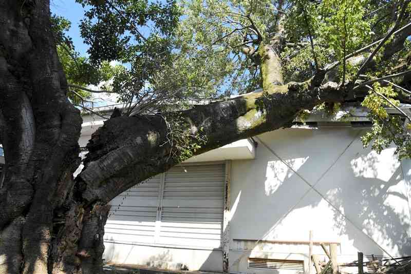 エノキの大木の幹が根元付近から倒れ、鹿本商工高の武道場にのしかかっている＝山鹿市