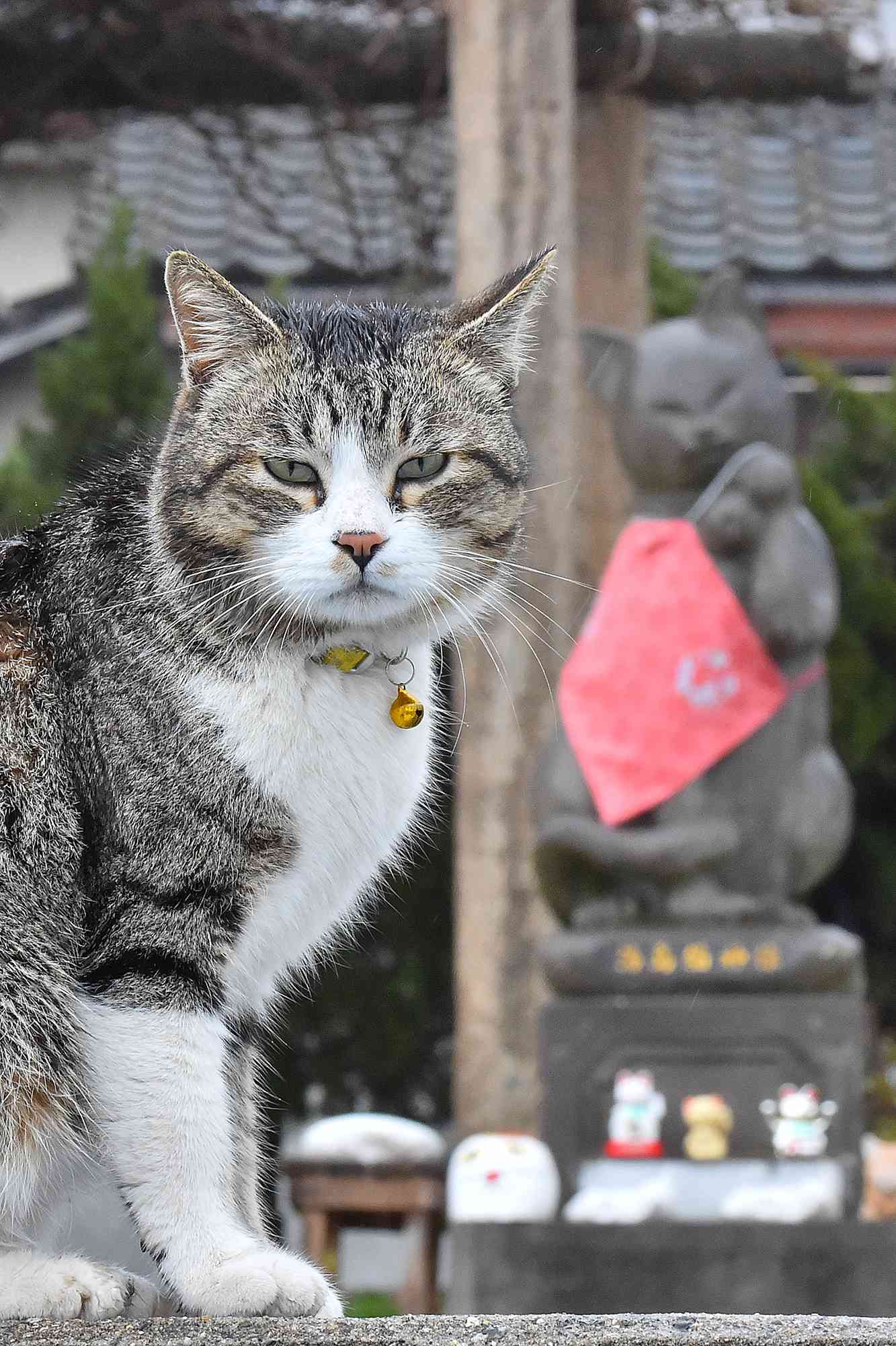 港にある石像・湯島猫神と写真に収まるボス猫「ロース」＝２０１８年２月、熊本県上天草市湯島（岩下勉）
