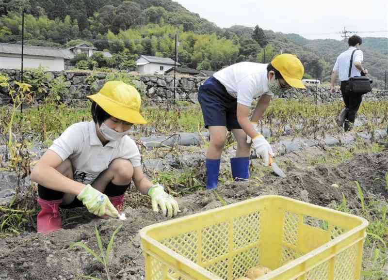 バレイショの収穫を体験する佐敷小の児童＝今年6月、芦北町