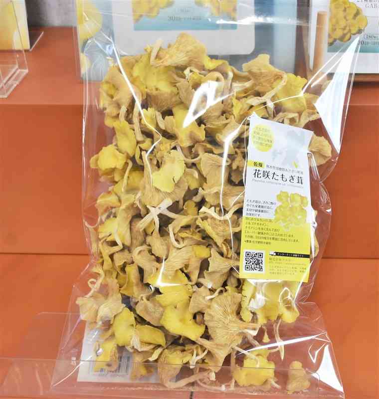 豊富な栄養価が特長の花咲たもぎ茸＝あさぎり町