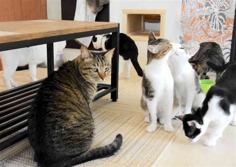 「かごにゃん」には、常時約20匹の猫がいる＝熊本市中央区