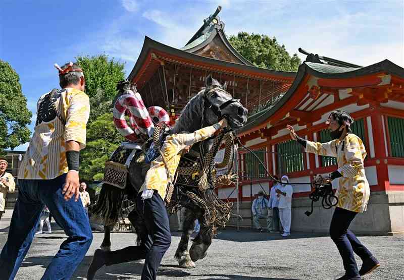 おはらいを受けた後、境内を駆け回る飾り馬＝16日午前10時10分ごろ、熊本市中央区の藤崎八旛宮（後藤仁孝）