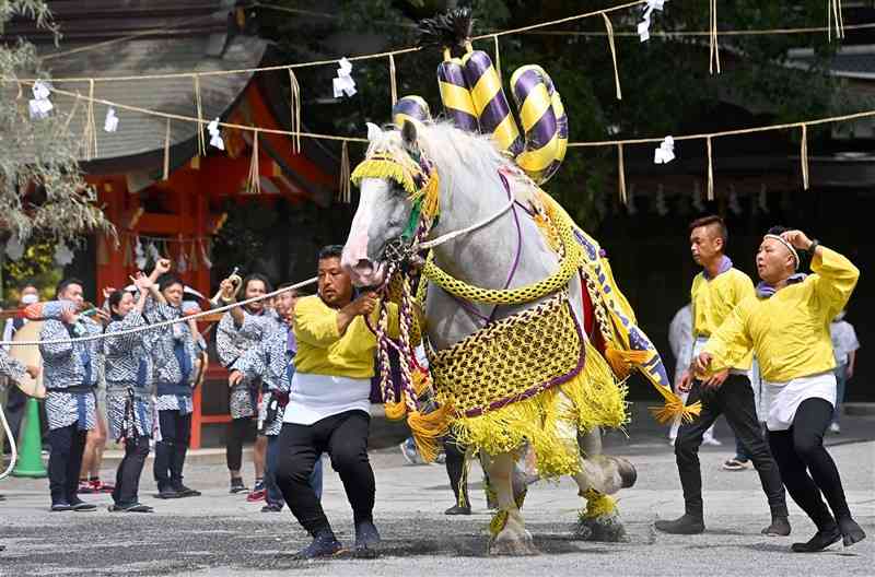 おはらいを受けた後、境内を駆け回る飾り馬＝16日午前11時25分ごろ、熊本市中央区の藤崎八旛宮（後藤仁孝）