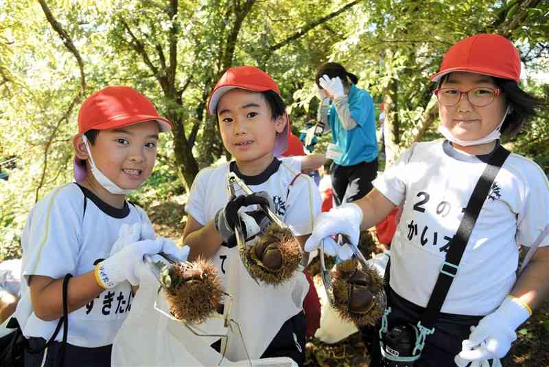 トングでイガごとクリの実を拾い上げる山鹿小の2年生たち＝山鹿市