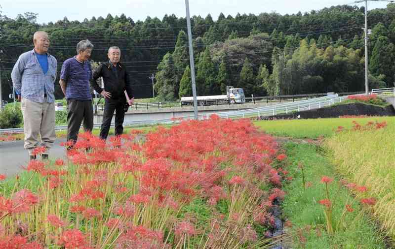 竜門ダム水没地から移植し、約30年を迎えたヒガンバナ＝菊池市