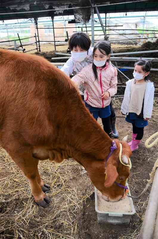 妊娠中の雌のあか牛と触れ合うオーナーの家族＝南阿蘇村