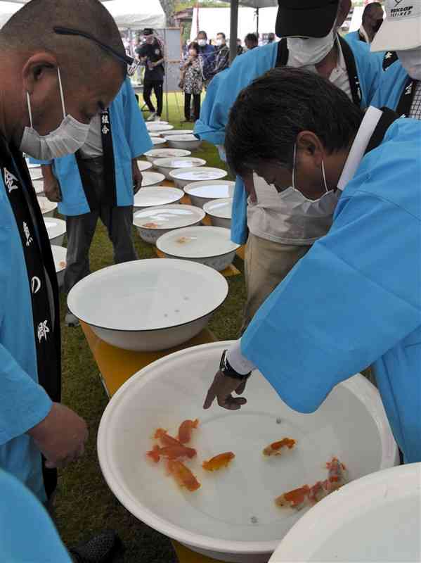 金魚を審査する長洲町養魚組合の役員ら＝同町