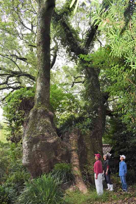 本庄菅原神社の御神木「郡浦の天神クス」。根回り30メートルを超える巨木だ。＝宇城市三角町