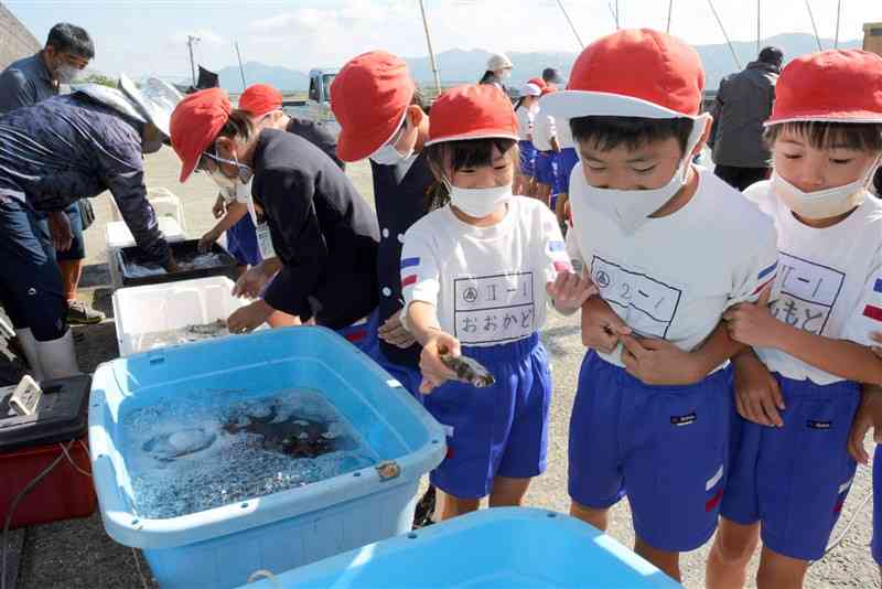 八代市の魚 おいしいよ 金剛小児童が植柳漁港を見学 熊本日日新聞社