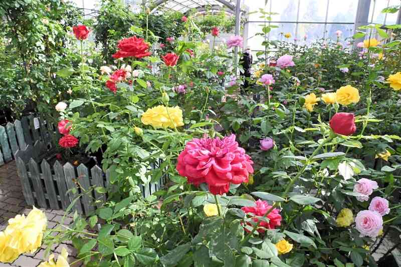 ドーム温室内に多様な品種のバラが咲き誇るバラ園＝阿蘇市