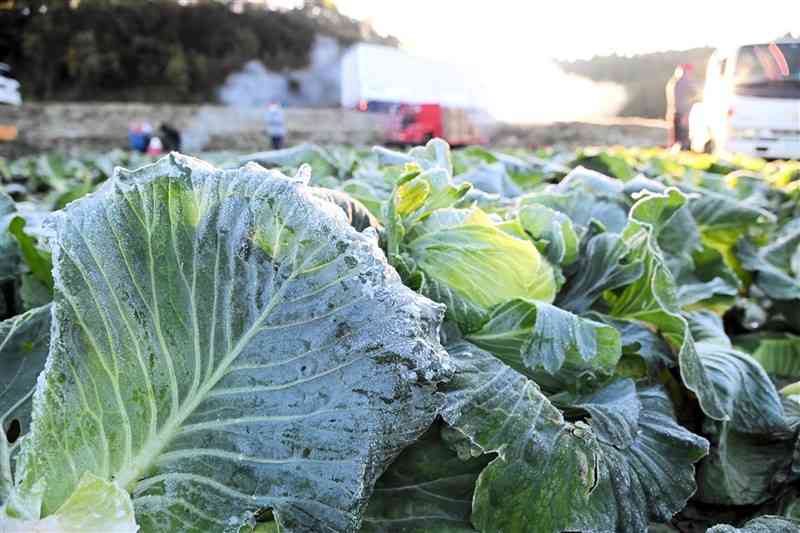 収穫前のキャベツにびっしりと降りた霜＝19日午前7時10分ごろ、阿蘇市波野