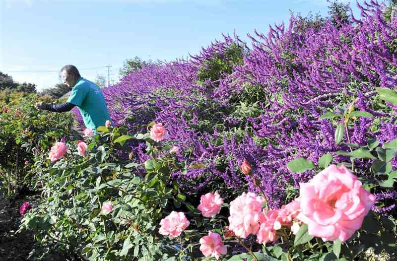 紫色のセージや秋バラが見頃を迎えた「たまなフラワーパーク」＝玉名市