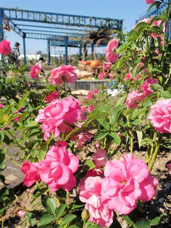 色とりどりのバラが咲き始めたエコパーク水俣のフェスタ会場＝水俣市