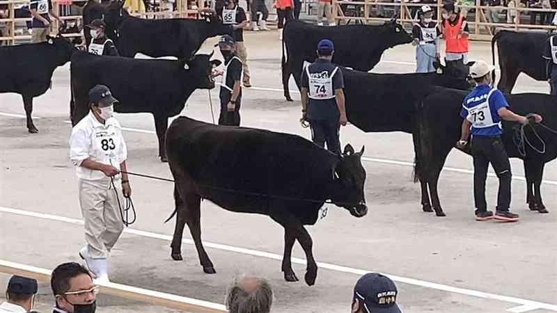 全国和牛能力共進会で実施された牛の審査＝１０月７日、鹿児島県霧島市