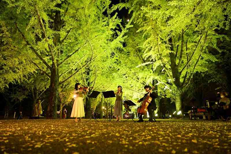 ライトアップが始まった県庁プロムナードのイチョウ並木。点灯式では生演奏も披露された＝1日午後6時すぎ、熊本市中央区（小野宏明）