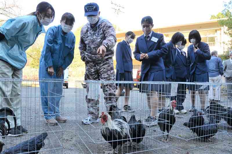 交換する久連子鶏を選ぶ肥後ちゃぼ保存会の会員ら＝八代市