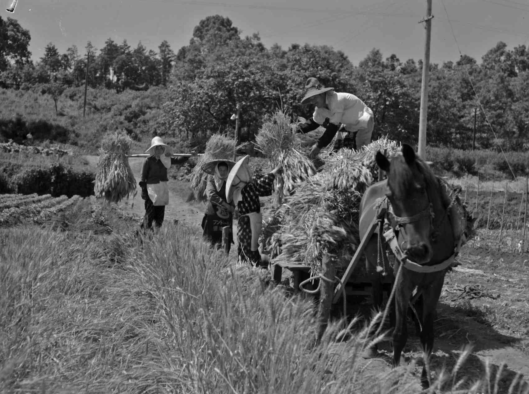 馬車を使っての麦の収穫作業＝1958年、熊本市郊外