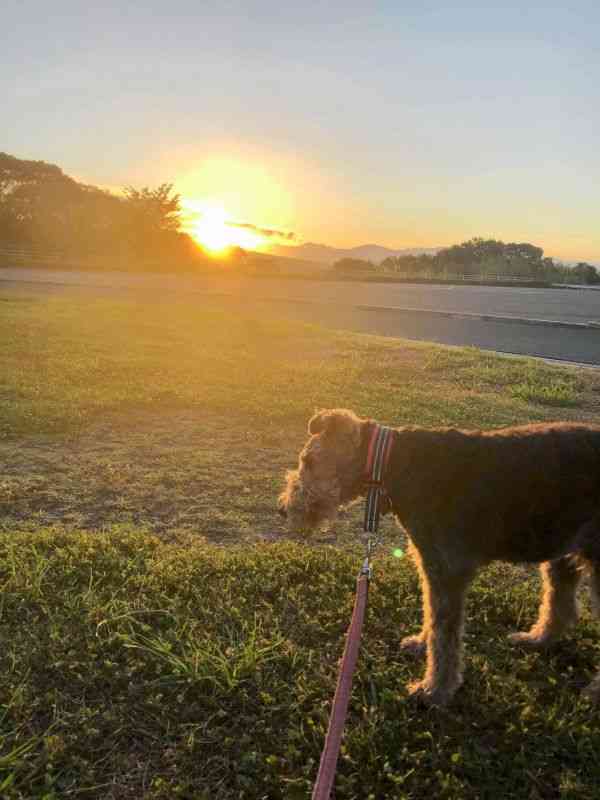 早朝の朝日を浴びながら。こんなきれいな景色も、ワンちゃんとのお散歩だからこそ見ることができる