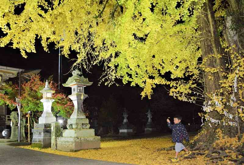 ライトアップされ、夜空を彩る大イチョウ＝熊本市南区