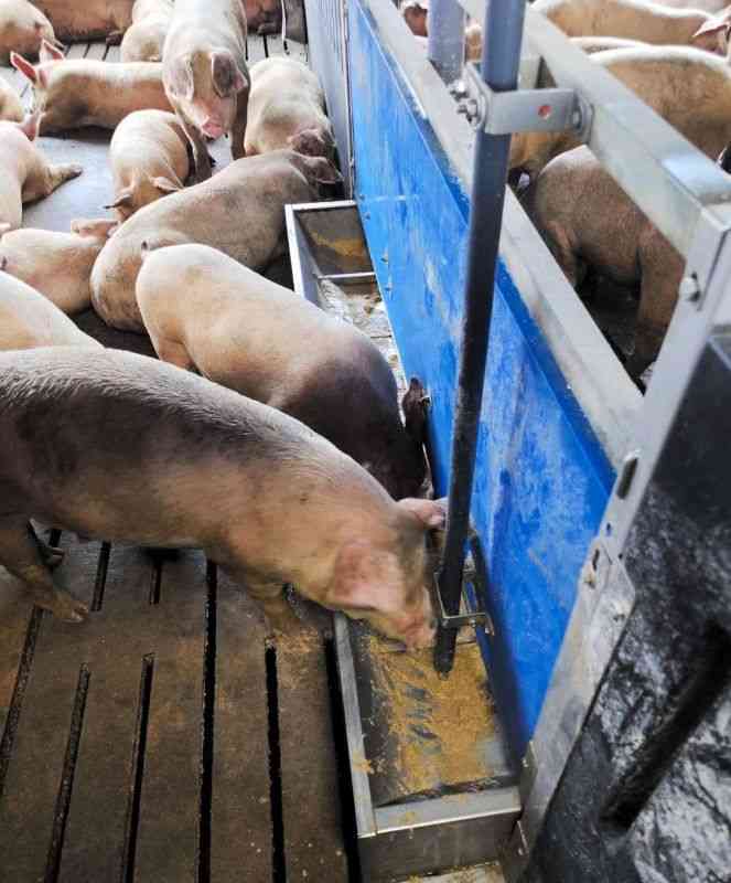 配合飼料を食べる豚。飼料価格が1・5倍に跳ね上がり、農家の経営を圧迫している＝菊池市