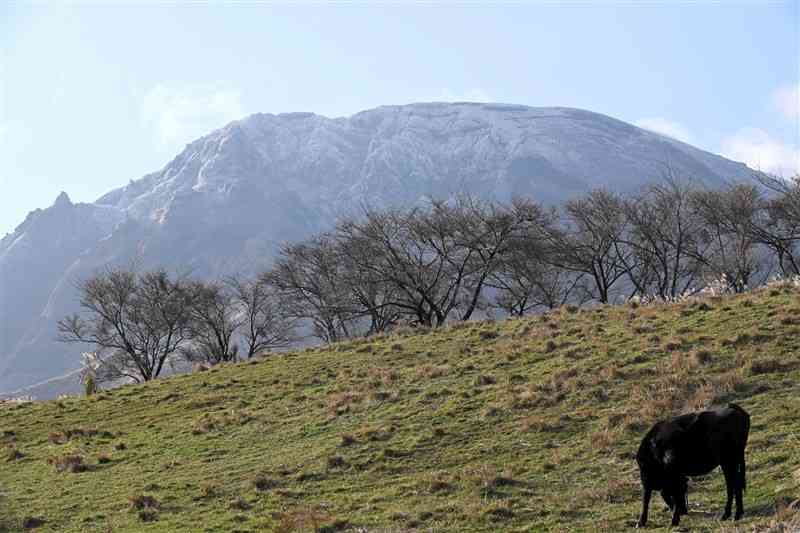 初冠雪で山全体が白く染まった阿蘇高岳＝1日午前8時50分ごろ、阿蘇市