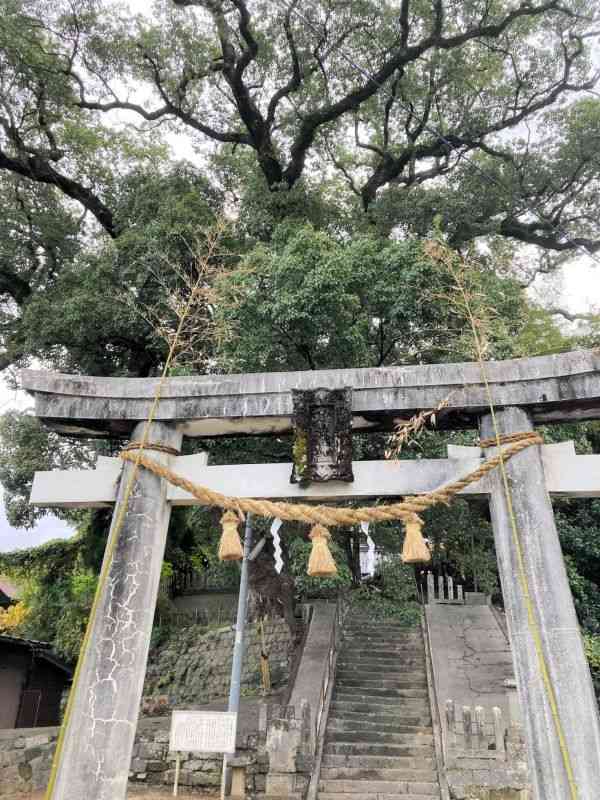 大きさに圧倒される小川阿蘇神社のクスノキ＝宇城市小川町