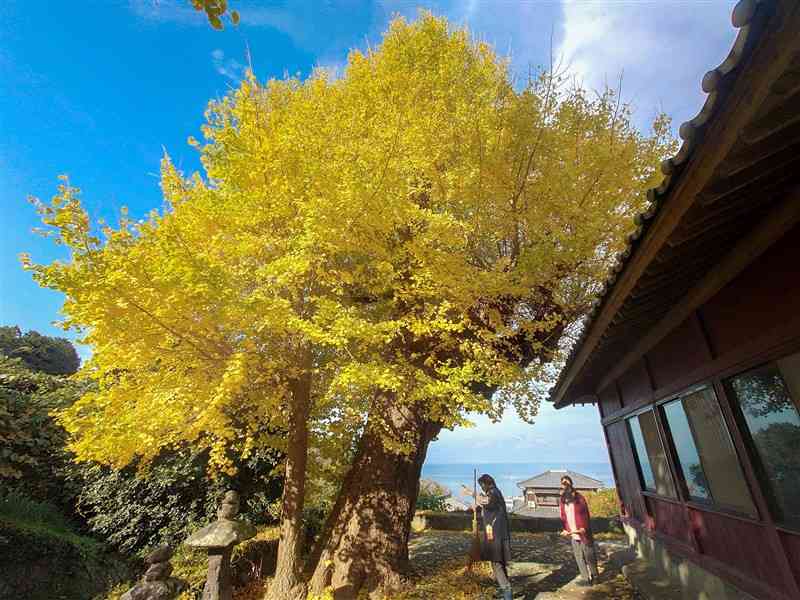 色づいた赤瀬観音堂のオハツキイチョウ＝宇土市