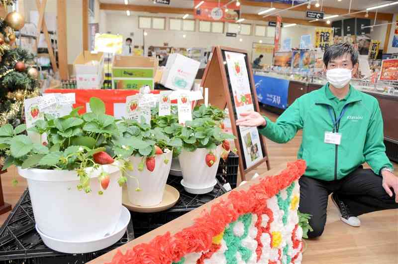 「クラッシーノマルシェ」で販売が始まった鉢植えの「わたしの、いちご」＝合志市