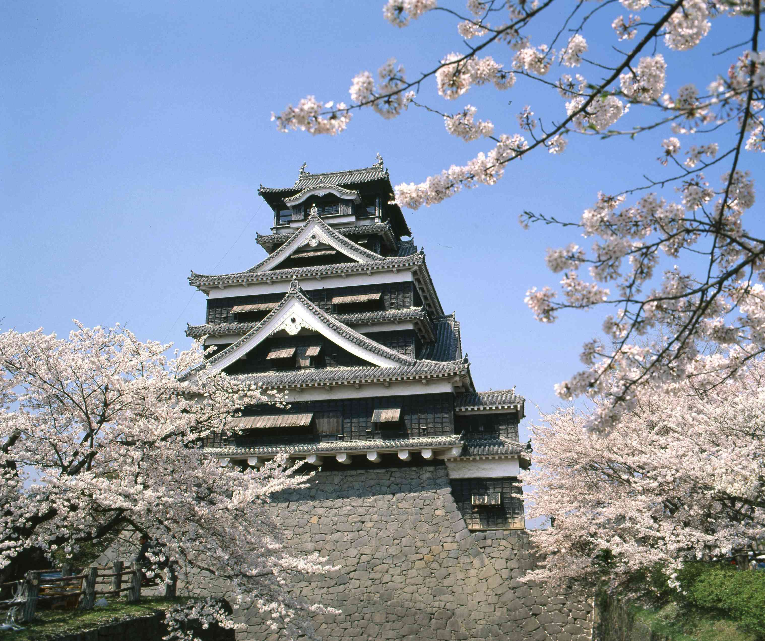 熊本地震で被災する前の熊本城天守閣（大天守）と満開の桜。地震後、テレビタミンには、この姿をもう一度見たいという声が多数寄せられた