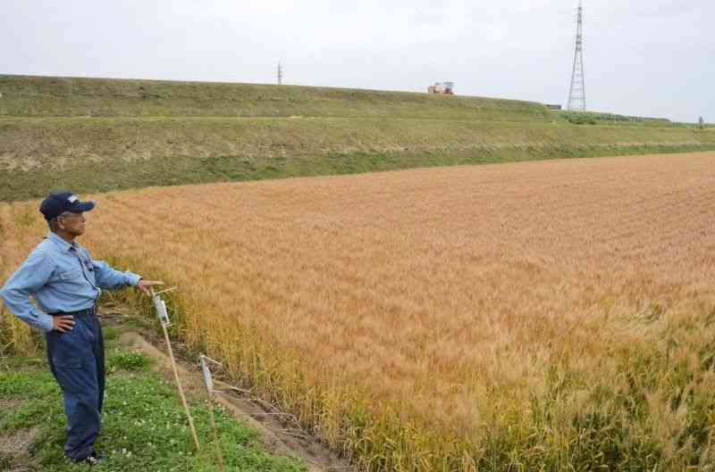 収穫を間近に控えたネットワーク大津の小麦畑。県内の小麦の作付面積はここ10年、横ばいで推移している＝昨年5月、大津町