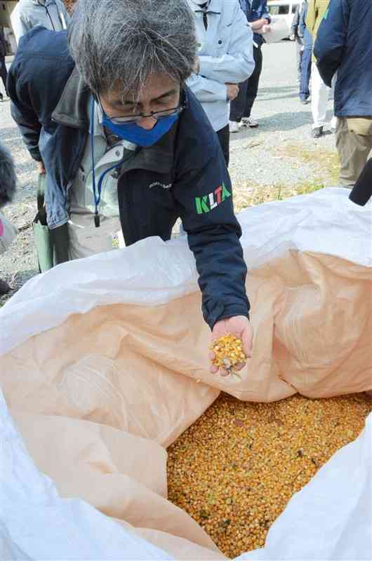 「サン・ファーム」の所有農地で収穫された子実用トウモロコシの実＝2022年12月中旬、熊本市南区