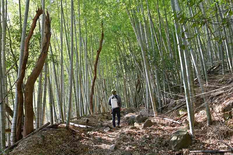 竹林に囲まれた鎌研坂。「草枕」の冒頭に出てくる「山路」の入り口とされる＝熊本市西区