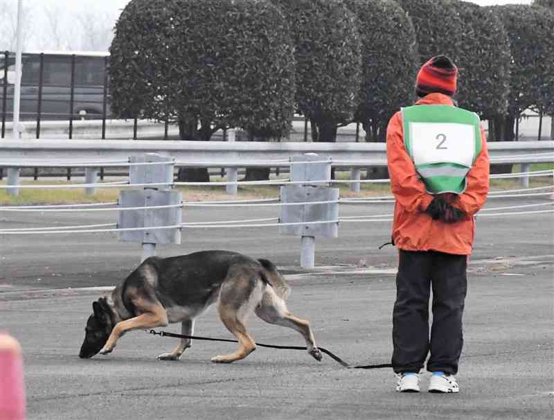 県警の嘱託警察犬審査会で、地面に残る個人のにおいをたどっていくシェパード。右側は指導士＝19日、菊陽町