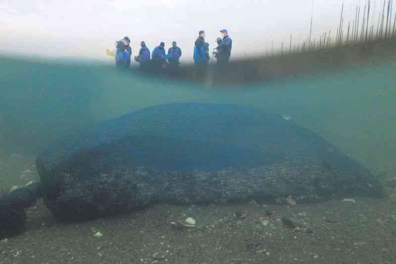 滑石漁協の漁場に置かれた網袋。アサリの稚貝ができやすくするため、砂利を入れて海底に沈めておく＝1月19日、玉名市滑石沖