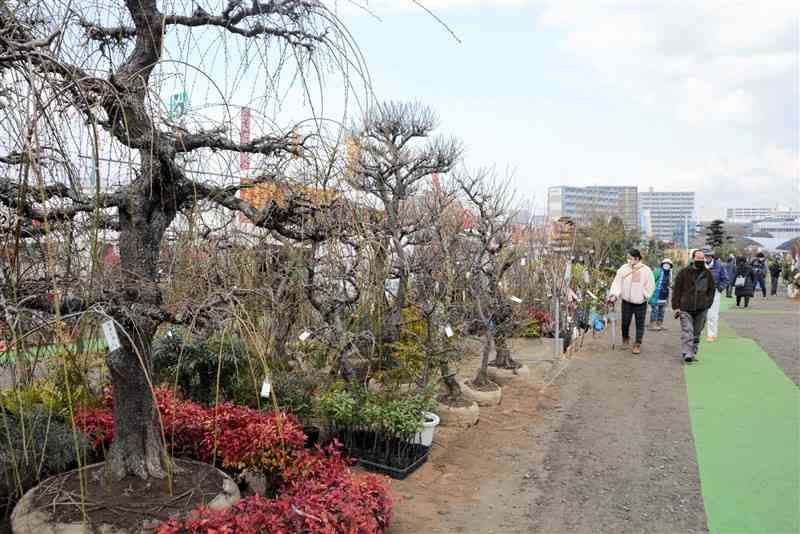 白川河川敷で始まった「くまもと春の植木市」＝熊本市中央区