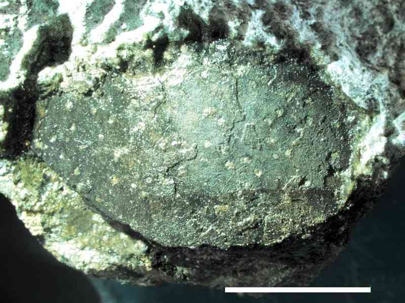 2003年に御船層群から見つかった恐竜の卵殻化石（御船町恐竜博物館提供、右下の白線の長さは1センチ）