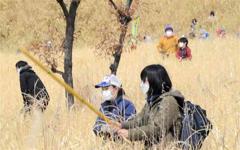 カヤをかき分けてウサギを追う親子ら＝産山村