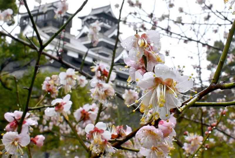 見頃を迎えている加藤神社の梅。後方は熊本城天守閣＝13日正午ごろ、熊本市中央区