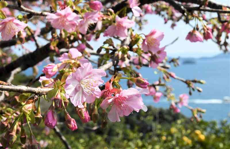 海をバックに咲き始めた天草市深海町の河津桜