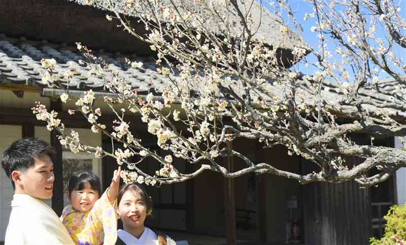 白い花を咲かせている「友情の梅」＝荒尾市