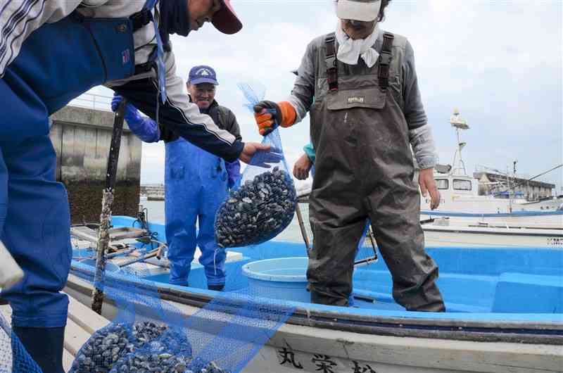 今年初めて漁獲された県産アサリ。地元の直売所などに並ぶ予定だ＝18日、八代市